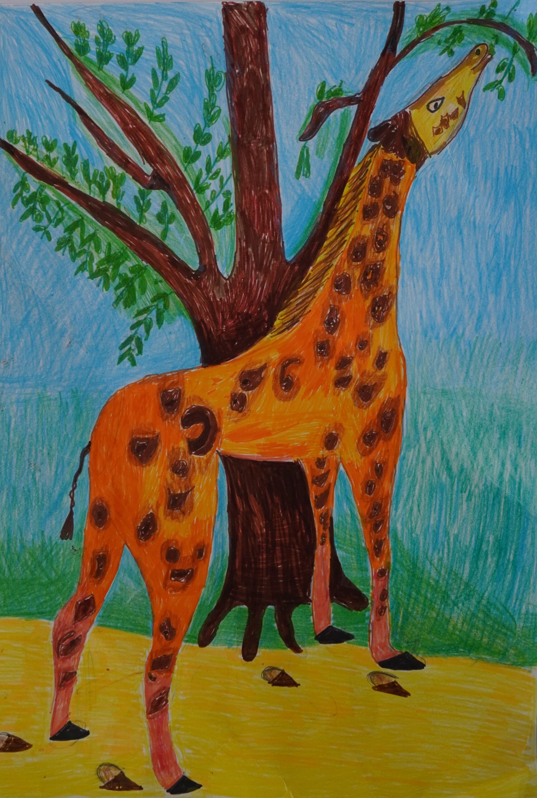 Сенегальский жираф